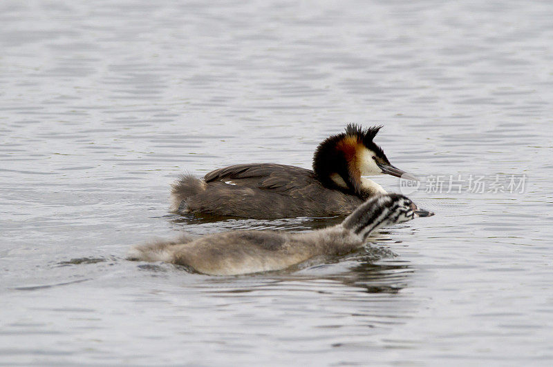 大冠毛鸊鷉(Podiceps cristatus)成年和幼年鸟